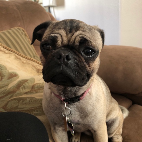 Meet your Posher, Marsha - Picture 1 of 1